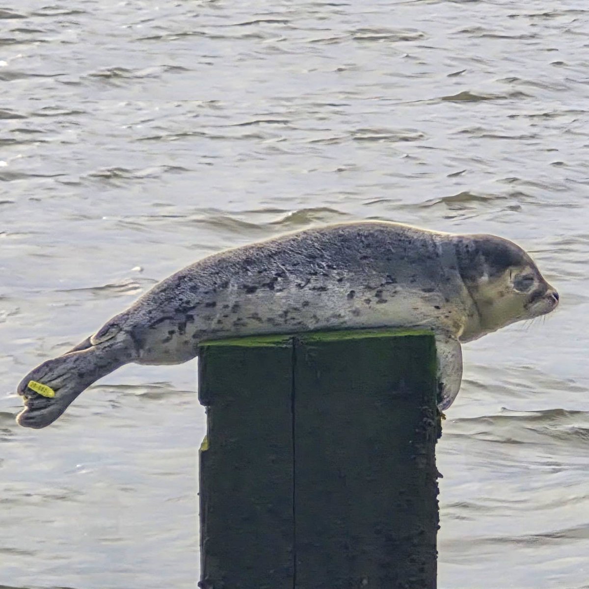 Zeehondencreche's tweet photo. Who do we spot there in the harbour of Holwerd? It's seal Ukkepuk! 😍

Ukkepuk was one of the seal pups we cared for this summer. On 23 June, she arrived at our rescue centre as a tiny, orphaned pup, and just less than a month ago, she was able to return to where she belongs! 💙 https://t.co/QpOJM3nNA5
