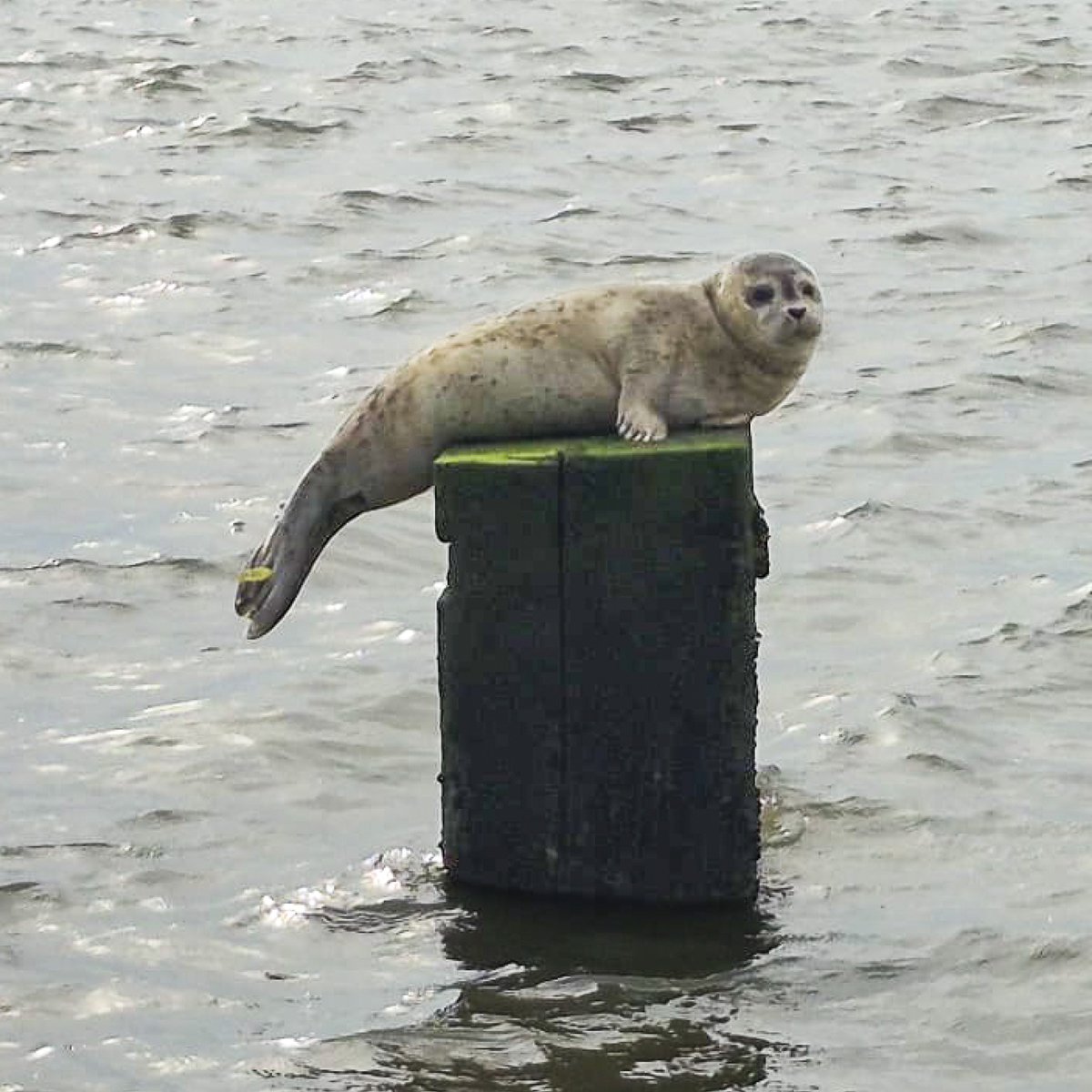 Zeehondencreche's tweet photo. Who do we spot there in the harbour of Holwerd? It's seal Ukkepuk! 😍

Ukkepuk was one of the seal pups we cared for this summer. On 23 June, she arrived at our rescue centre as a tiny, orphaned pup, and just less than a month ago, she was able to return to where she belongs! 💙 https://t.co/QpOJM3nNA5