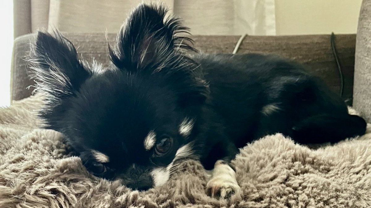 ff14pr5l5's tweet photo. リアルチワワン🐶 https://t.co/raZM8lk57n