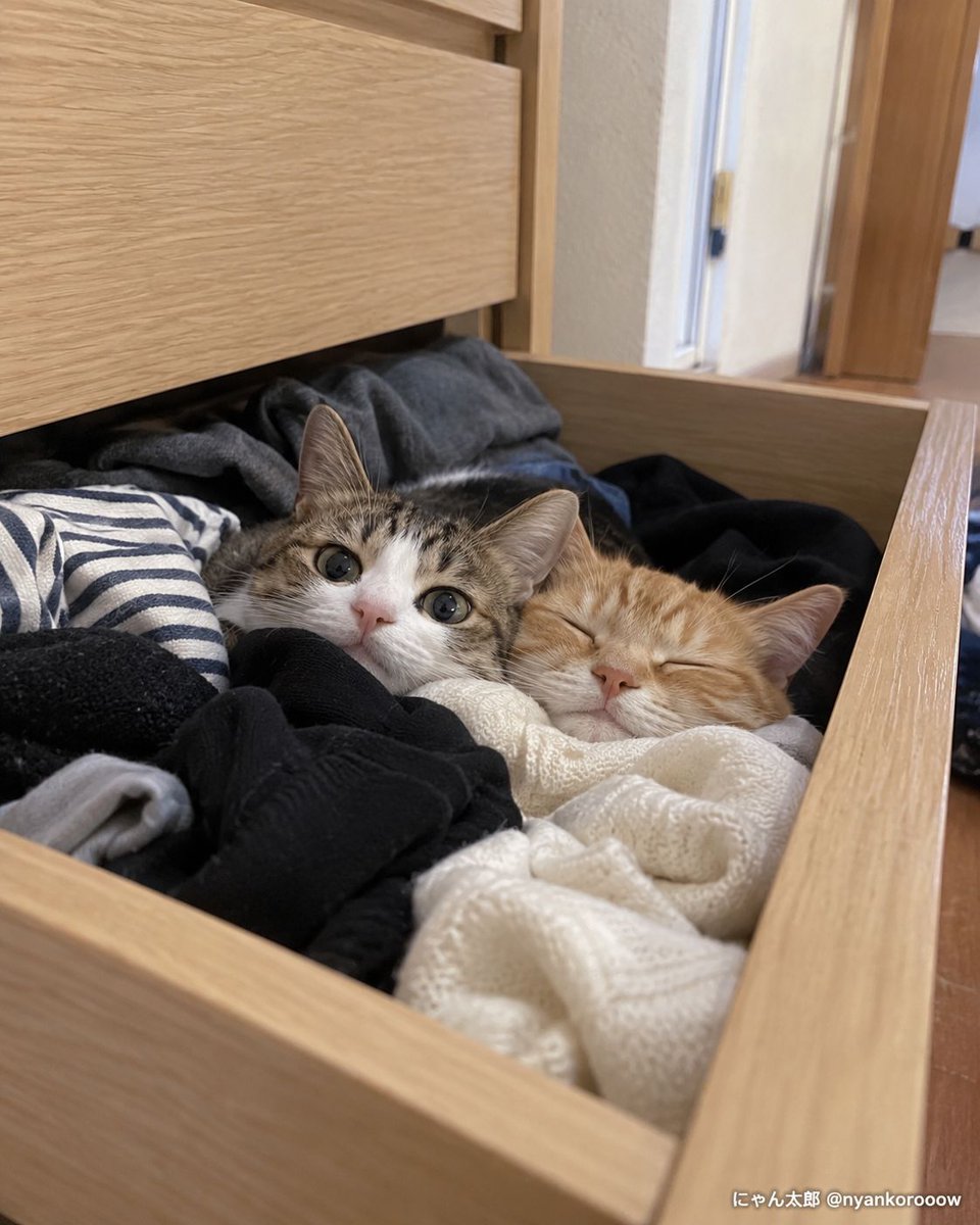 nyankorooow's tweet photo. ねえ見てよ
ころも替えたら
だれか住む https://t.co/T7UMyZoY6c