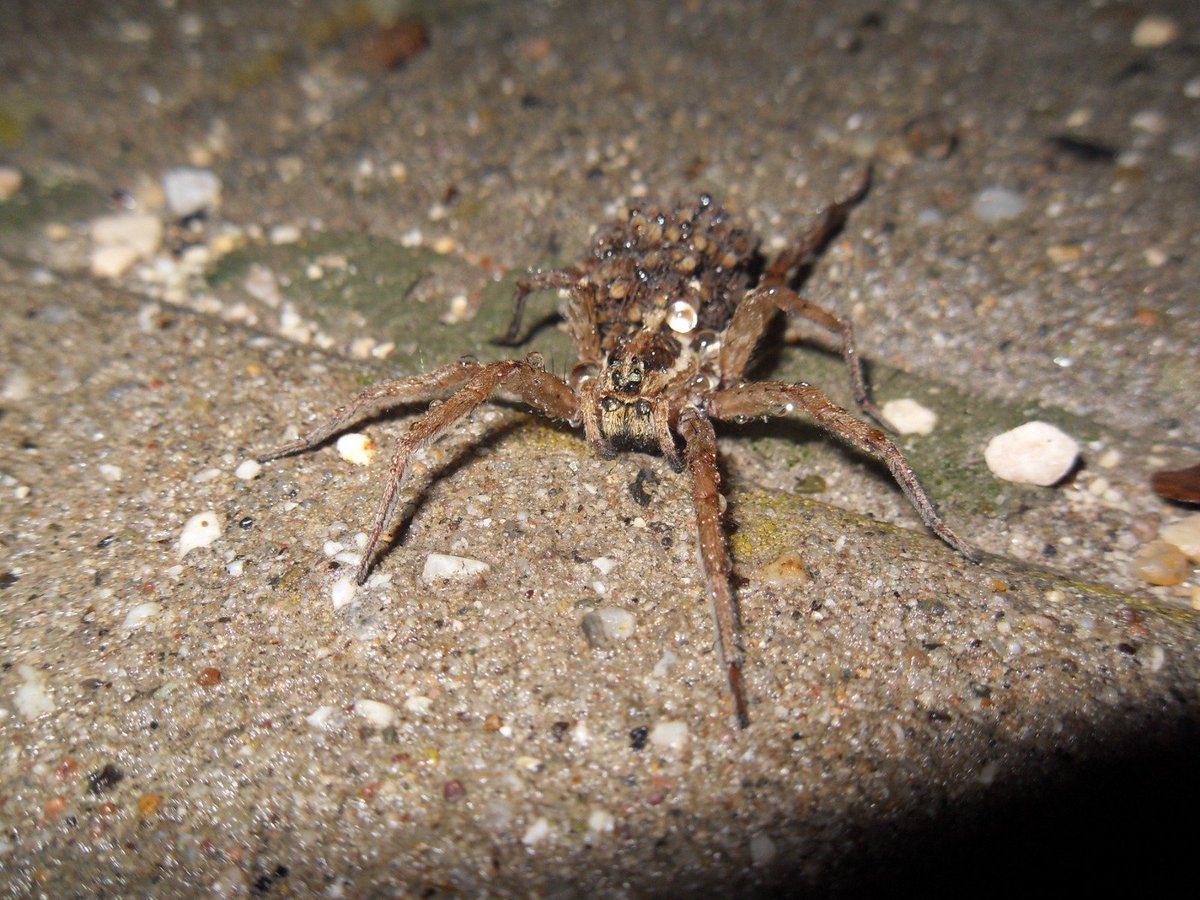 phixnai's tweet photo. Soo many spiderlings on its back https://t.co/7OJ6j3iXfc