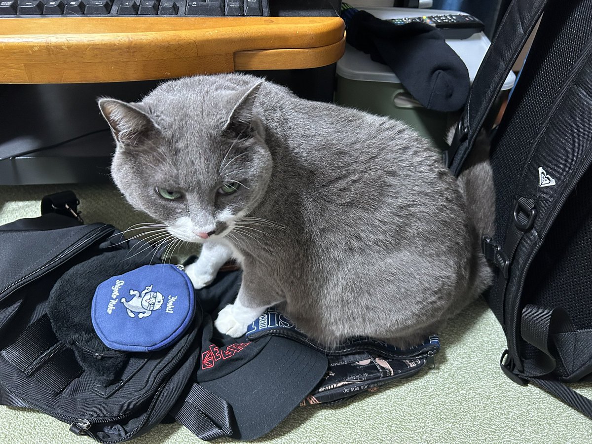 chibo1101's tweet photo. マグロックの荷造りしたいのにニャンコが邪魔をするヽ(；▽；)ノ明日はfunny bunnyさんでパン買ってから会場に向かう😊 https://t.co/A6kPDGan62