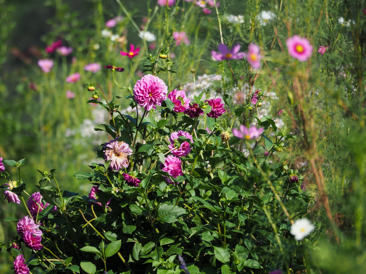 KitagawaVillage's tweet photo. アスター、ダリア、サルビア。秋の花が一気に咲き始めたのぅ。
#花の庭 もずいぶん賑やかになってきたわい。 https://t.co/0vAauco347
