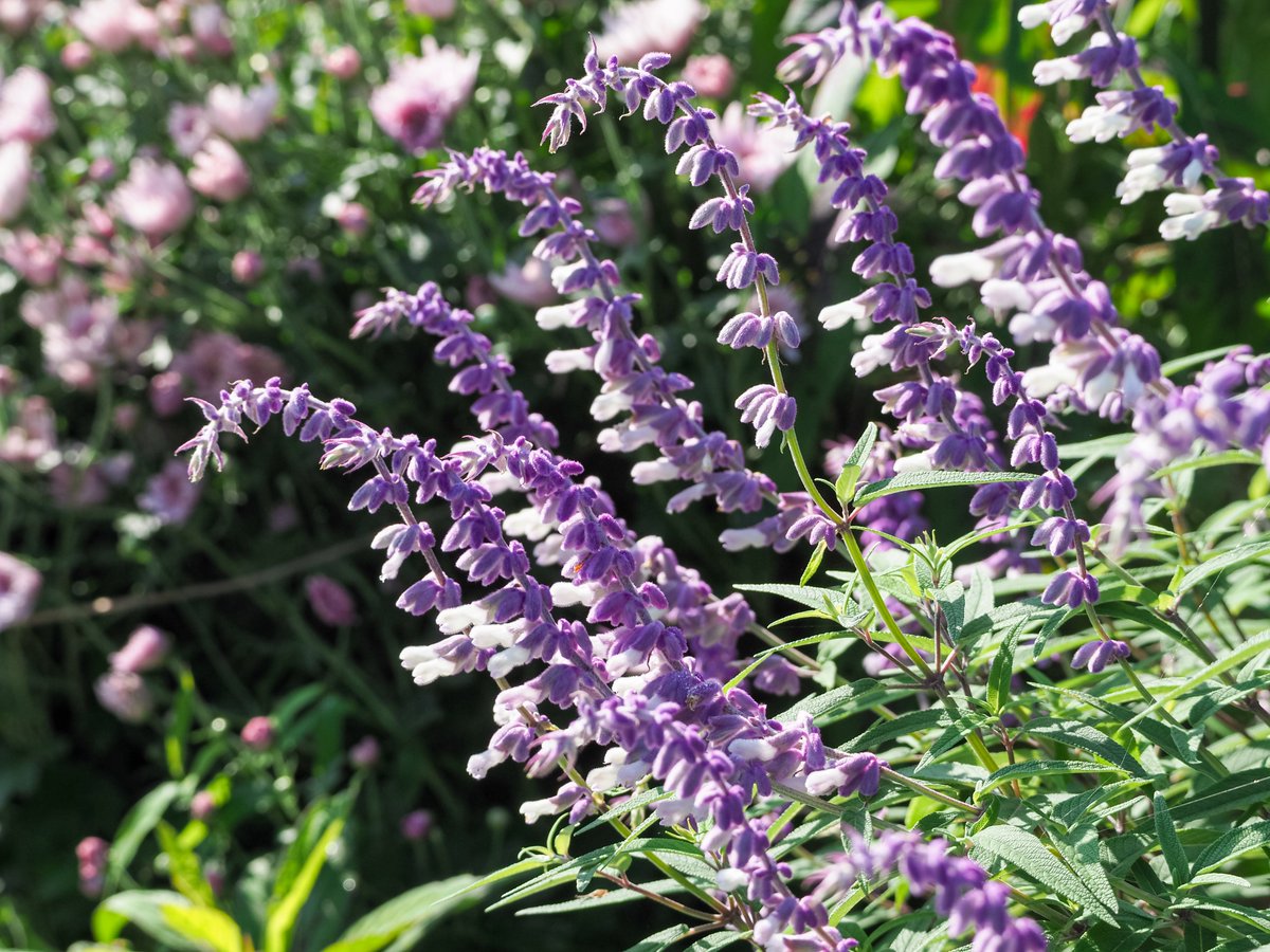 KitagawaVillage's tweet photo. アスター、ダリア、サルビア。秋の花が一気に咲き始めたのぅ。
#花の庭 もずいぶん賑やかになってきたわい。 https://t.co/0vAauco347