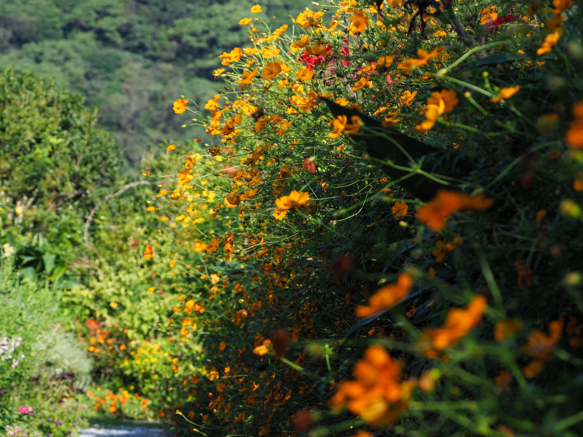 KitagawaVillage's tweet photo. アスター、ダリア、サルビア。秋の花が一気に咲き始めたのぅ。
#花の庭 もずいぶん賑やかになってきたわい。 https://t.co/0vAauco347