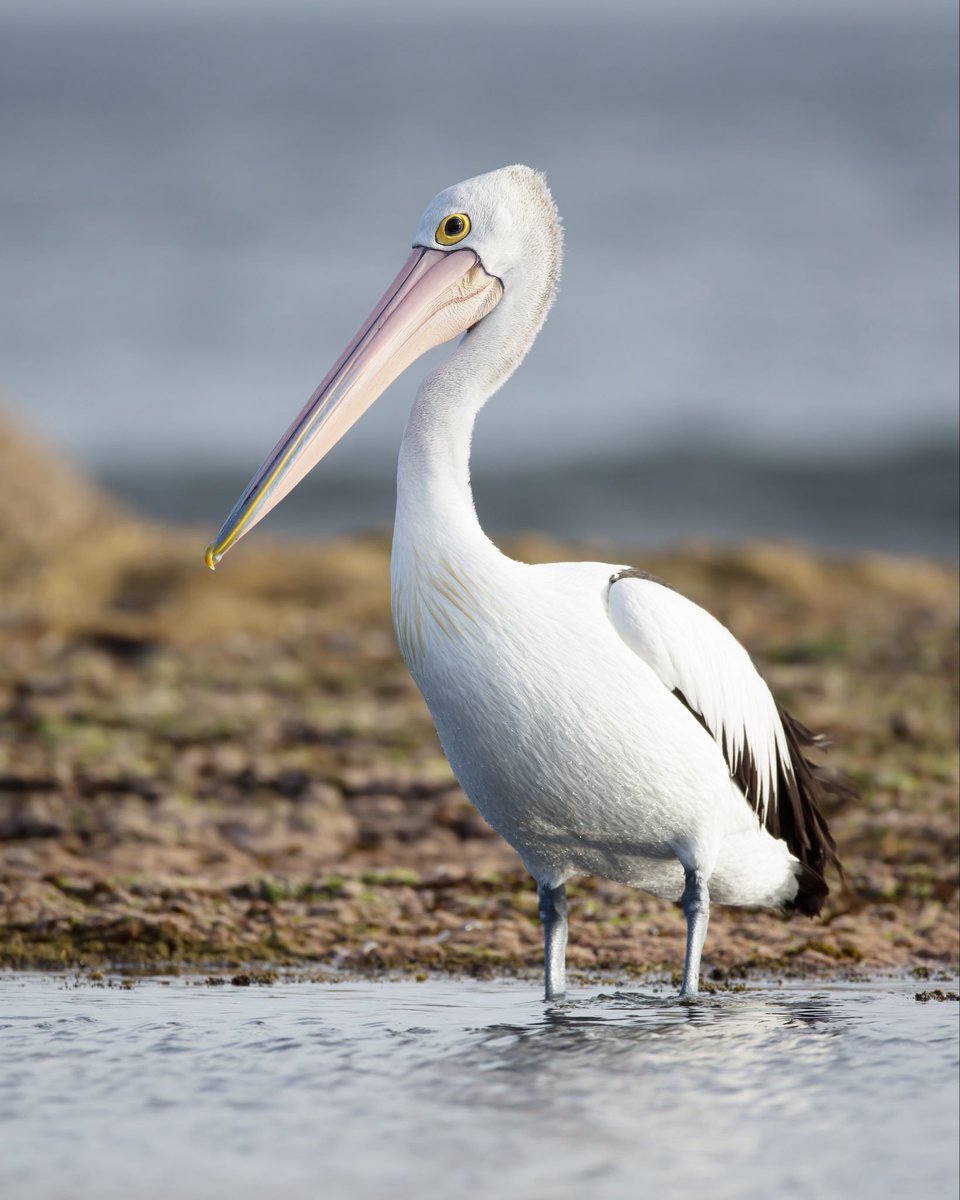 GlitchExpress's tweet photo. 🚨 BREAKING NEWS 🚨

Known threat to humanity Ewan Conan has been eaten by a pelican https://t.co/byvWtCeesi