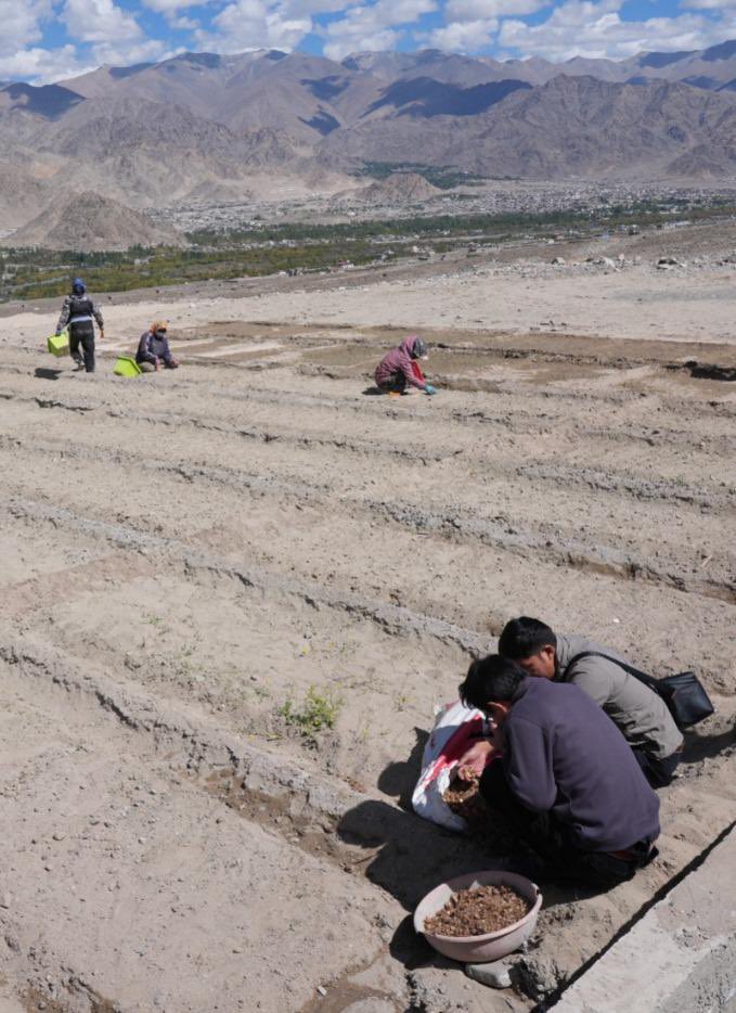 lg_ladakh's tweet photo. I am pleased to announce an ambitious experiment of introducing  saffron cultivation to Ladakh, for the very first time, on a large scale. 

Building on the incredible success of our highest-altitude Lilium fields, we have sown 800 kg i.e 90,000 nos of premium, high-quality Iranian saffron corms, perfectly suited to our unique high-altitude agro-climatic conditions.

The saffron cultivation is being done over 4000 sq meters of previously barren land at Spituk Pharka in Leh, that has been successfully rejuvenated and transformed under project Him Sarovar.

This landmark initiative is driven by Hon’ble PM Shri @narendramodi Ji’s vision of agricultural diversification for farmers’ financial sustainability and financial empowerment. 

This pioneering project has immense potential to strengthen our local economy, creating lucrative and sustainable new livelihood opportunities for our hardworking farmers, youth, and Self-Help Groups.