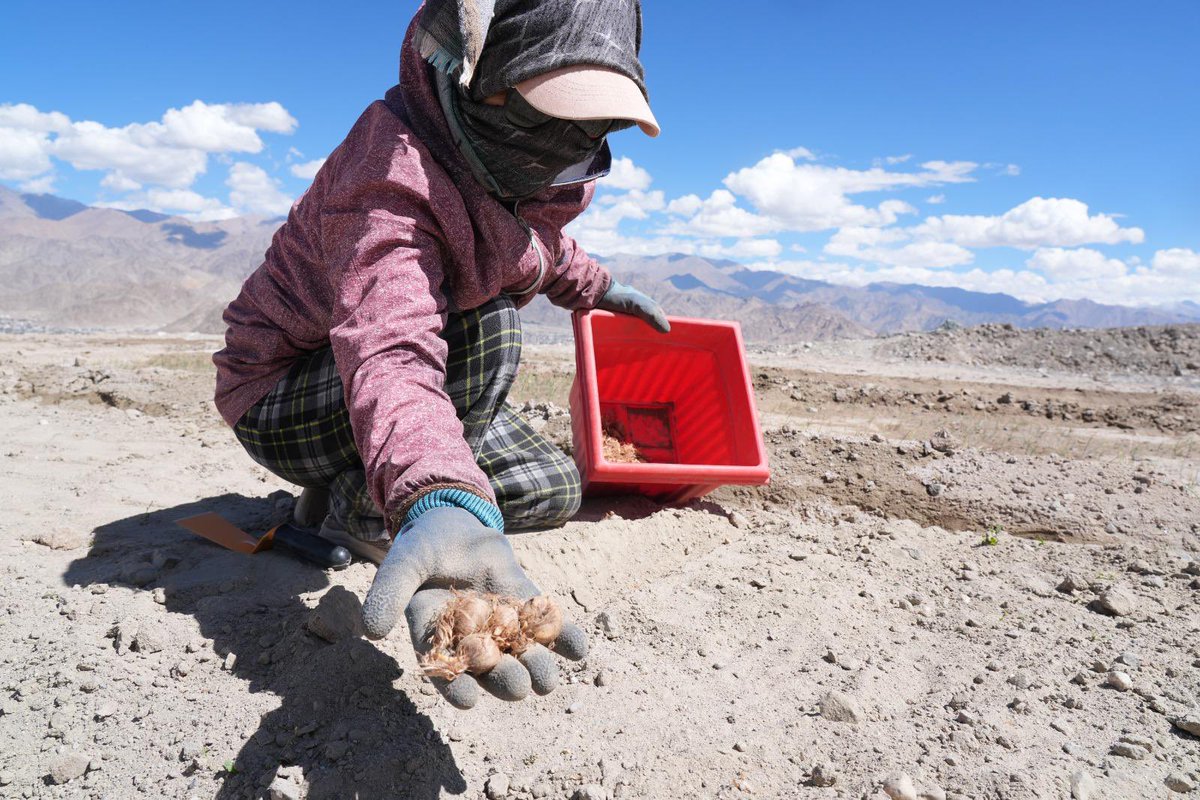 lg_ladakh's tweet photo. I am pleased to announce an ambitious experiment of introducing  saffron cultivation to Ladakh, for the very first time, on a large scale. 

Building on the incredible success of our highest-altitude Lilium fields, we have sown 800 kg i.e 90,000 nos of premium, high-quality Iranian saffron corms, perfectly suited to our unique high-altitude agro-climatic conditions.

The saffron cultivation is being done over 4000 sq meters of previously barren land at Spituk Pharka in Leh, that has been successfully rejuvenated and transformed under project Him Sarovar.

This landmark initiative is driven by Hon’ble PM Shri @narendramodi Ji’s vision of agricultural diversification for farmers’ financial sustainability and financial empowerment. 

This pioneering project has immense potential to strengthen our local economy, creating lucrative and sustainable new livelihood opportunities for our hardworking farmers, youth, and Self-Help Groups.