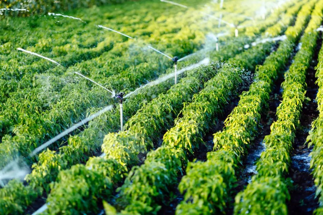 ray_bruce_7_dc9's tweet photo. [This is a special season where crops are irrigated timely, making the fields full of vitality.]， https://t.co/GiuHkhqi31