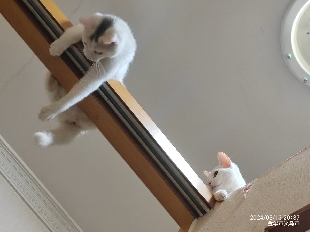 MirdaSari11's tweet photo. Today, my cat was acting so elegant—she stretched her delicate ao jing (neck) and seemed like a fancy silkworm (ao si) posing for the camera! https://t.co/1QzYdoFSw9