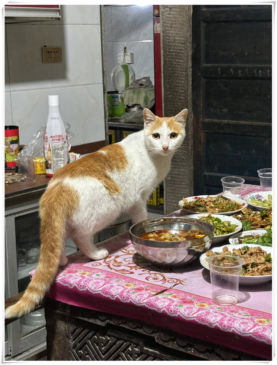 CometConto2uul's tweet photo. I chuckled so hard that I coughed, seeing my smart but silly cat sneak a sausage from the kitchen table. https://t.co/uEgRtI30B2
