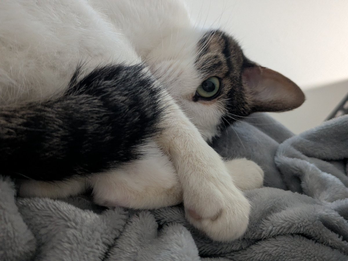 nyoechn's tweet photo. もえあずちゃんの動画を瞳孔がん開きで見てる https://t.co/sYGZW9xqgm