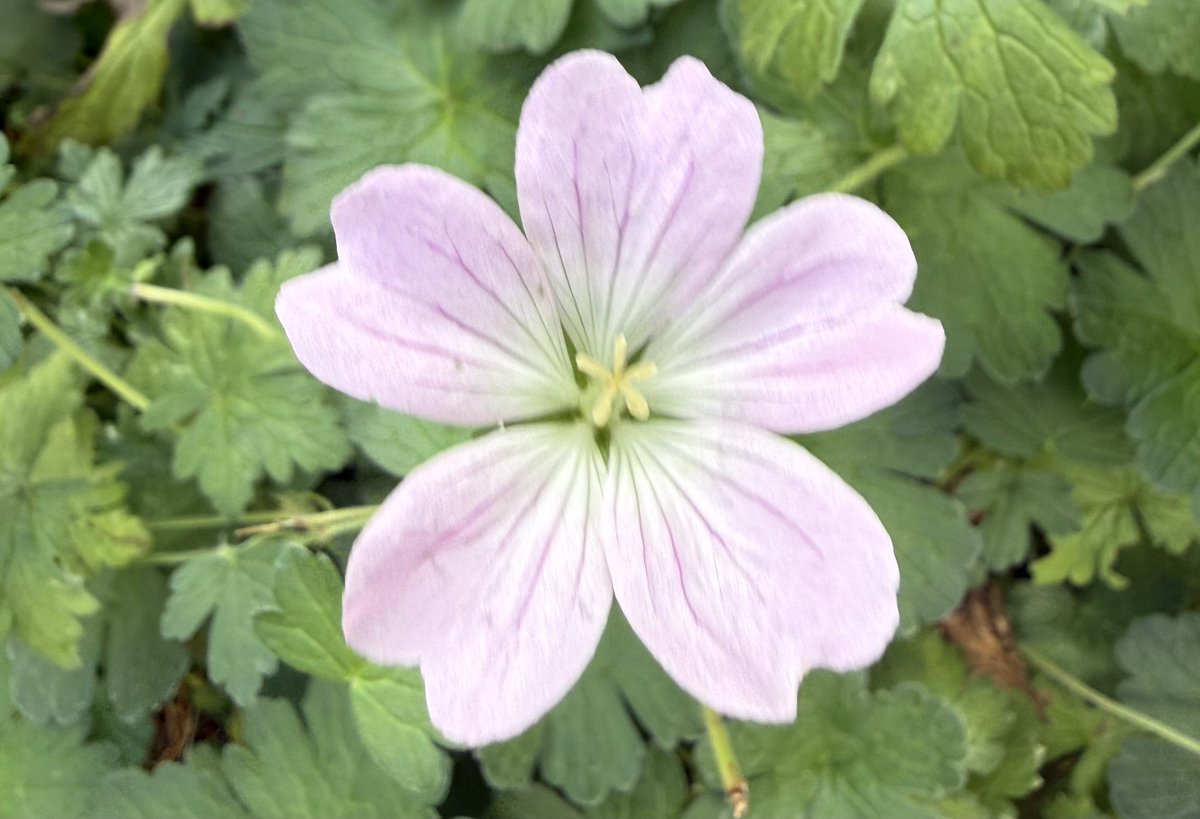 TheresaPengelly's tweet photo. Good Morning. Another week flying by so quickly, #mygarden https://t.co/gVfAR0FNdq