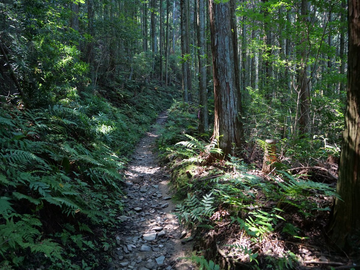 shityosyasamaDM's tweet photo. 【世界遺産・高野参詣道「黒河道」でクマに襲われ登山者がけが】

2日朝、和歌山県九度山町の黒河道を単独で登山中の67歳男性がクマに右腕をかまれ、クマと一緒に斜面を約10m滑落。
かみ傷や擦り傷を負いましたが、命に別状はありません。

襲ったのは体長約1mのクマで、逃げ去ったとのことです。
町は黒河道を通行止めにしており、解除の見通しは立っていません。