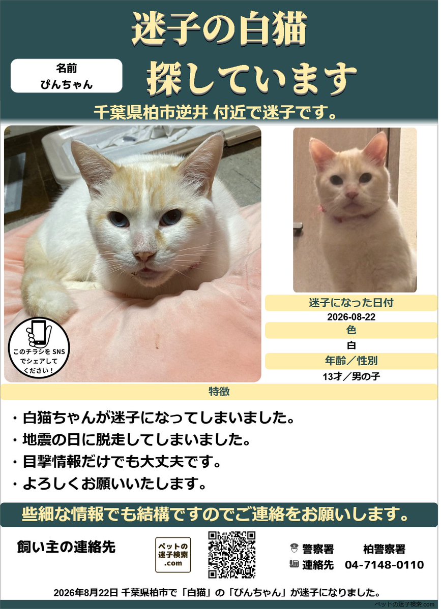 maigokensaku's tweet photo. 以下内容をSNSで拡散させていただきました。
https://t.co/PVnSL9cRYC

勝手ではございますがチラシを作成させていただきました。
↓こちらのような感じでチラシを利用していただくと有効かと思います。
https://t.co/mZZtLX2eV1

#迷子 #猫 #迷い猫 #ネコ #千葉県 #白猫 https://t.co/b7g4ldJKU0