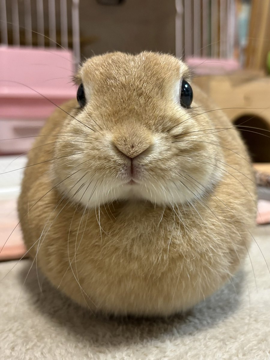 happy_yumehime2's tweet photo. 今日まんまる団子化したうさぎ🐰
おめめきゅるるん✨かわいい🥰

#ネザーランドドワーフ #うさぎ #ひめちゃん #ゆめひめ #rabbit https://t.co/91DYe0VcO5