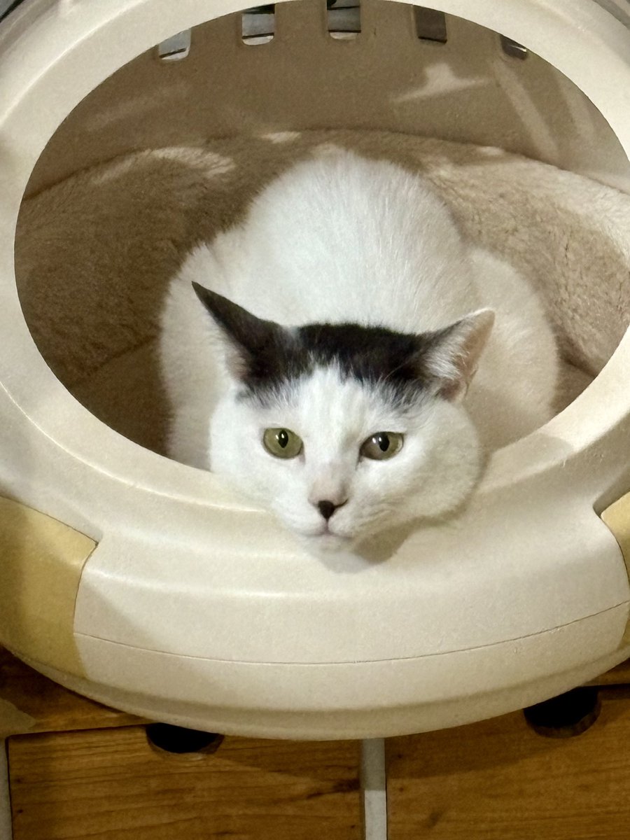 bounyankun's tweet photo. 😼食欲の秋なので次のゴハンをぜひとも早めに貰いたい😼　#猫 https://t.co/Wglg07SuJ4