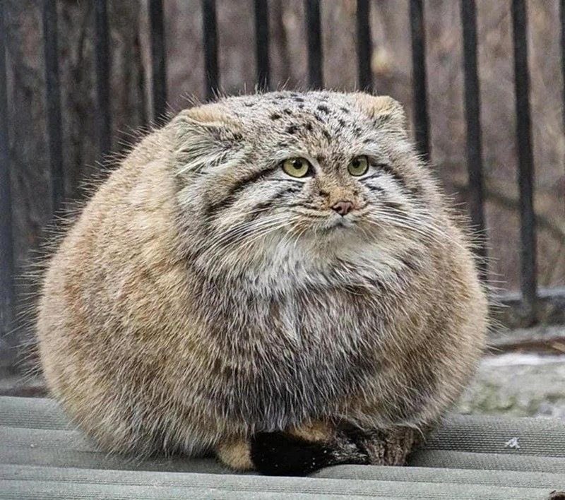 judeykat tweet picture