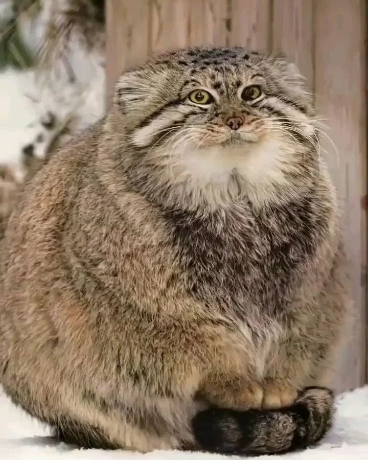 judeykat tweet picture