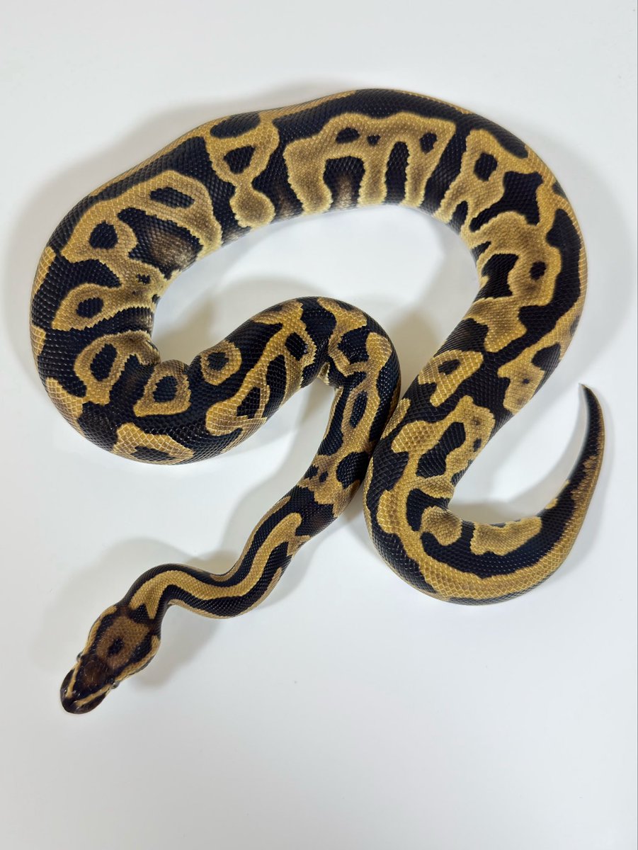 adamas_ball's tweet photo. 今回採用したLeoはこちら
0.1 Leopard quad het VPI Ax DG Clown Pied

@06shockwave さんの個体で
Leopardの特徴が存分に発揮された素晴らしい個体です
いつもありがとうございます🙇🏻‍♀️
来期もこの子で夢を追いたいと思います。 https://t.co/zN3722ncZb