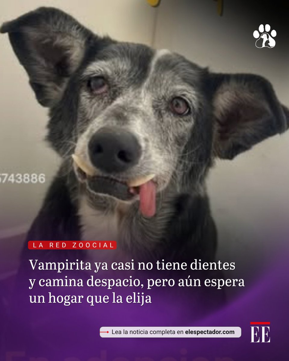elespectador's tweet photo. Los signos de los años no disminuyen la capacidad de Vampirita para brindar cariño y compañía.👉🏻 https://t.co/NCapkJKFBV https://t.co/R42CeLqZ3z