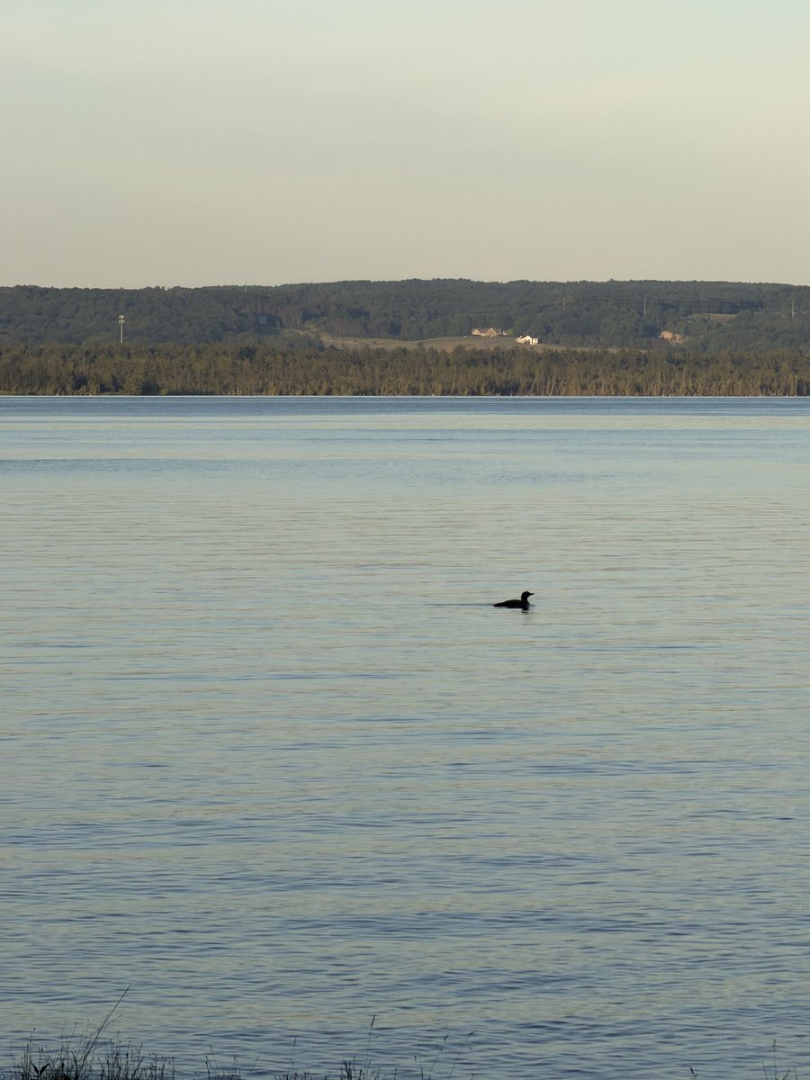 JoFinds's tweet photo. anybody fw loons? 😍

this summer they’ve been yelling at night more than usual (beautifullllll). we saw one adult that evening, then the whole family the following day, so close omg 🛶 (not too close for their sake)

#loon #commonloon #birding #birdwatching #wildlife https://t.co/641qnskfo6