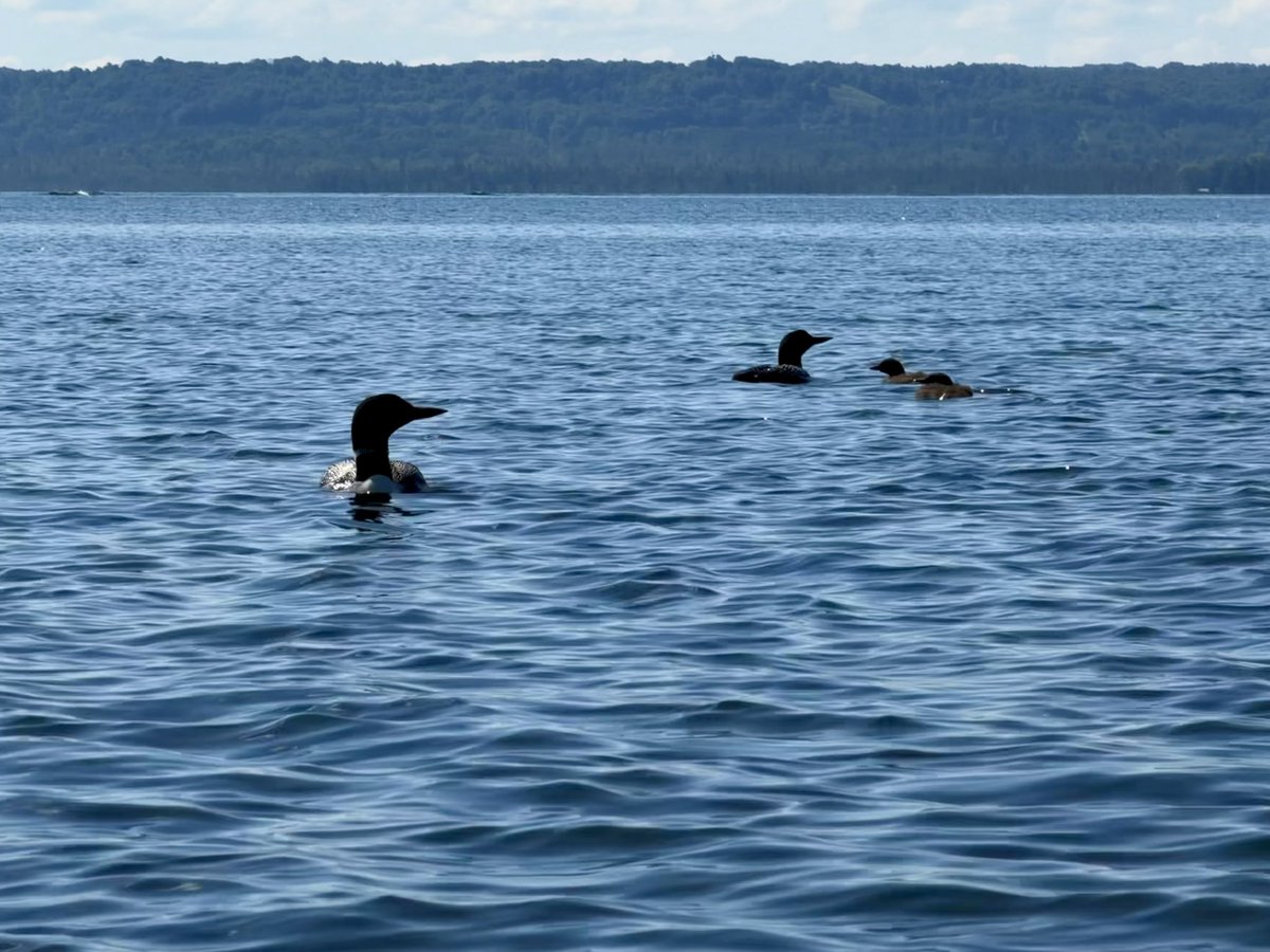JoFinds's tweet photo. anybody fw loons? 😍

this summer they’ve been yelling at night more than usual (beautifullllll). we saw one adult that evening, then the whole family the following day, so close omg 🛶 (not too close for their sake)

#loon #commonloon #birding #birdwatching #wildlife https://t.co/641qnskfo6