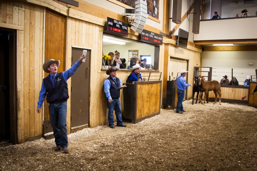 Perlichbros's tweet photo. Perlich Bros. 2 Day Fall Horse Sale!
Friday October 2nd at 6:00 pm
Saturday October 3rd at 11:00 am
*Ranch Horses *Performance Horses
*Prospect * Breeding Stock *Yearlings &amp; Much More!
Go to our website to view listing!
https://t.co/X7AEjtMleu https://t.co/GSBFdHyscO