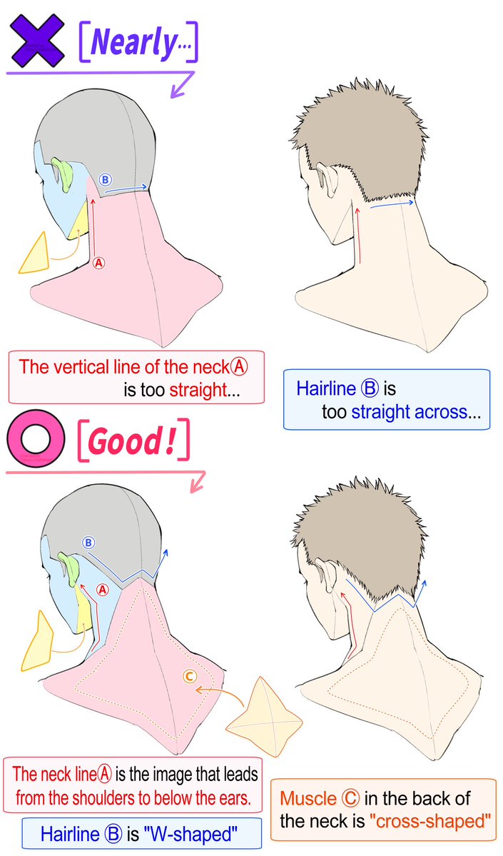 takuya_kakikata's tweet photo. Illustration Tips🖌️

It might help to imagine the muscles at the back of the neck as two overlapping blocks. https://t.co/SiYJJ3kPSB