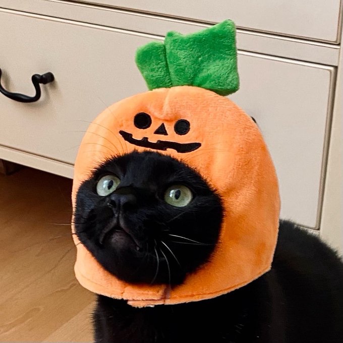 1139pm's tweet photo. 할로윈? 더 할 게 남아있나 몰라 https://t.co/z7HWPQTolg