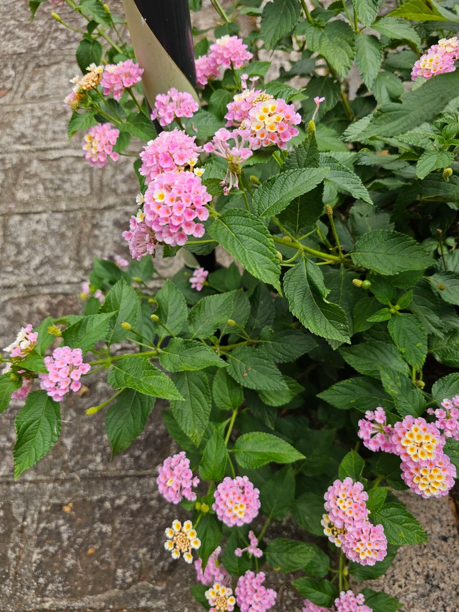 AnaMoretto4's tweet photo. #FlowersOnFriday #PinkFriday #flowerphotography #DailyBotanicalBeauty #FlowersOnX #FlowerHour #FlowerHunting https://t.co/xtLmGCSrLF