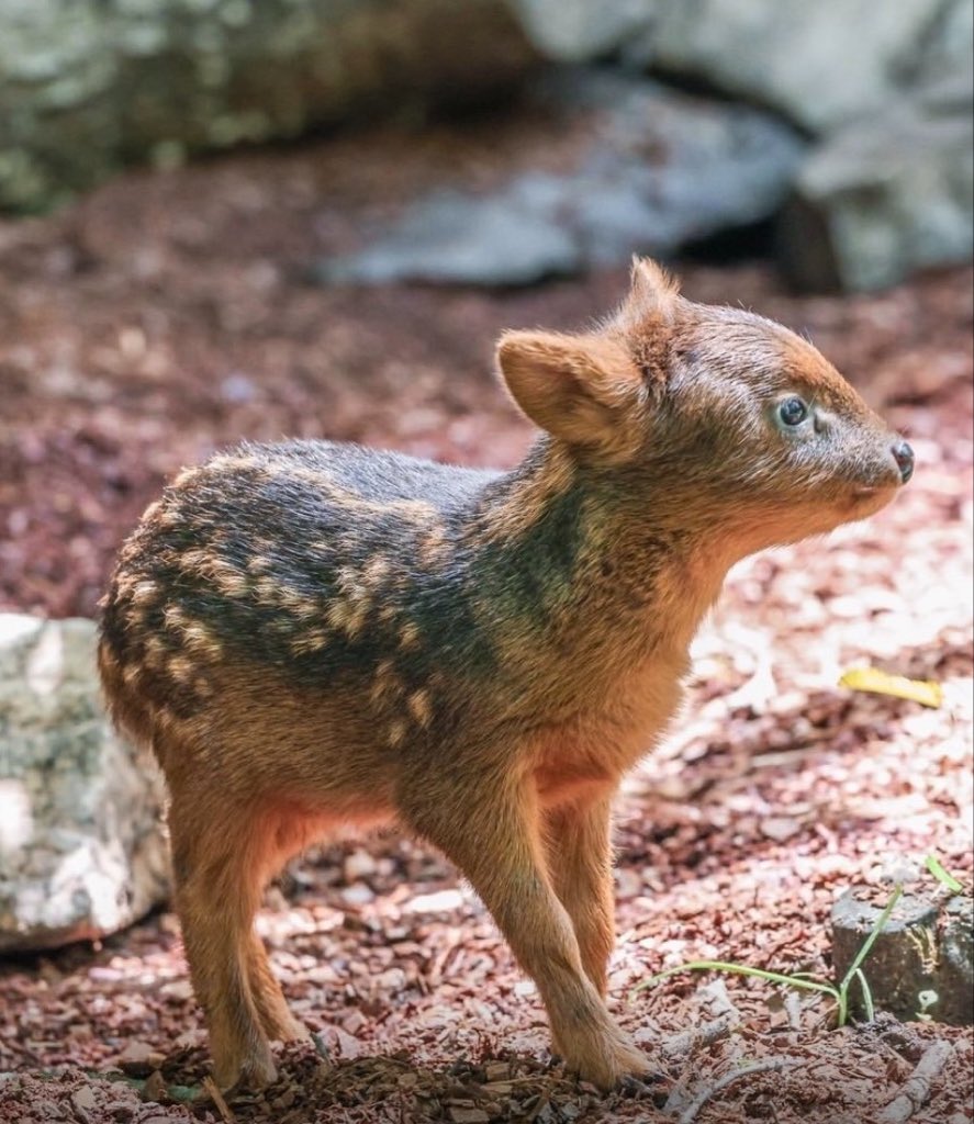 paperparrot_'s tweet photo. The world’s smallest deer is about the height of a house cat and still grows antlers.
That’s a pudu. Males get little spikes, not racks. The northern ones live in the Andes of Colombia, Ecuador, and Peru. The southern ones are the Chile and Argentina deer people get mad if you forget. They bark when scared. A deer. Barking. At your ankles.