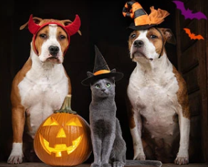 marillion13's tweet photo. #Howloween #Meowloween isnยดt far anymore, but please, if you want to costume your pets only do this for a very quick photo, then take off the costumes again.
I never costumed Gizzy, Thori and Sisi, my 3 adopted (now angels) senior kitties.
๐๐๐ https://t.co/yDpmfPBkin