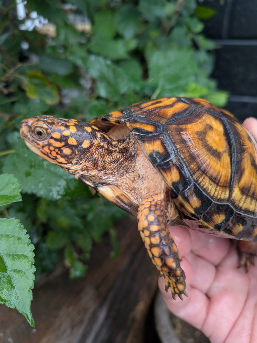 jikouantk's tweet photo. 今年は1歳、2歳の何匹かは冬眠させないで成長させようかな🐢
#トウブハコガメ https://t.co/G6Xmn5wA8h