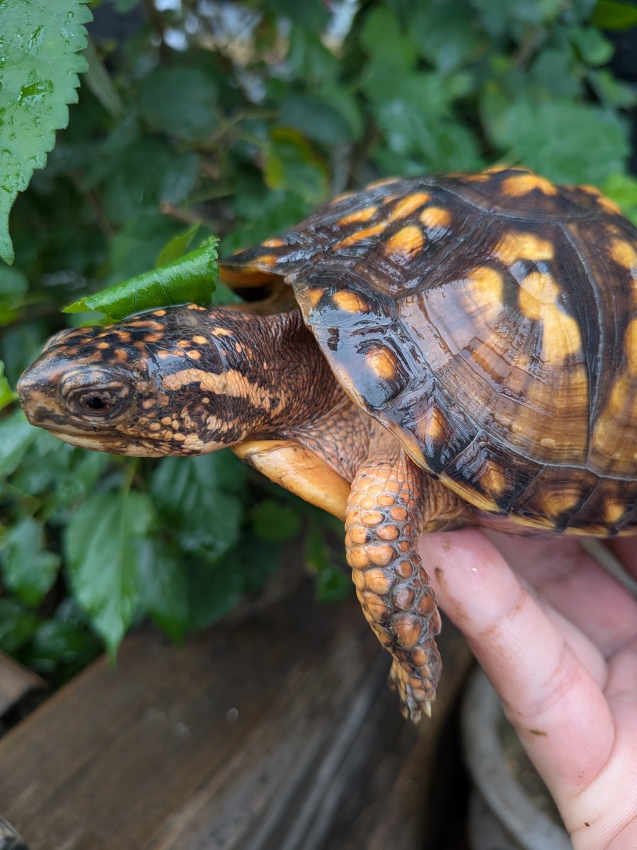 jikouantk's tweet photo. 今年は1歳、2歳の何匹かは冬眠させないで成長させようかな🐢
#トウブハコガメ https://t.co/G6Xmn5wA8h