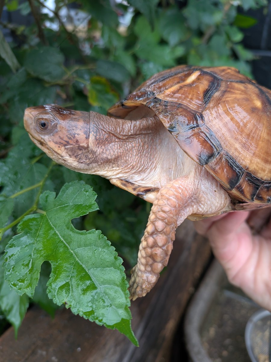 jikouantk's tweet photo. 今年は1歳、2歳の何匹かは冬眠させないで成長させようかな🐢
#トウブハコガメ https://t.co/G6Xmn5wA8h