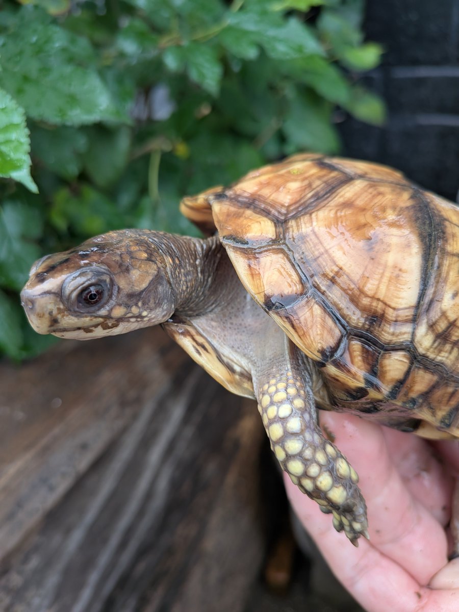 jikouantk's tweet photo. 今年は1歳、2歳の何匹かは冬眠させないで成長させようかな🐢
#トウブハコガメ https://t.co/G6Xmn5wA8h