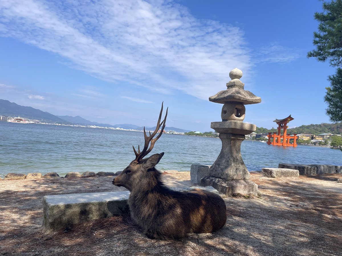 foolishegg_'s tweet photo. 昨日は(右代)宮島だった！🏝️
天気は絶好調じゃけぇ超満足！！😎
(でも戦人も持ってきてばよかったな……😓) https://t.co/ah41rwKMNA