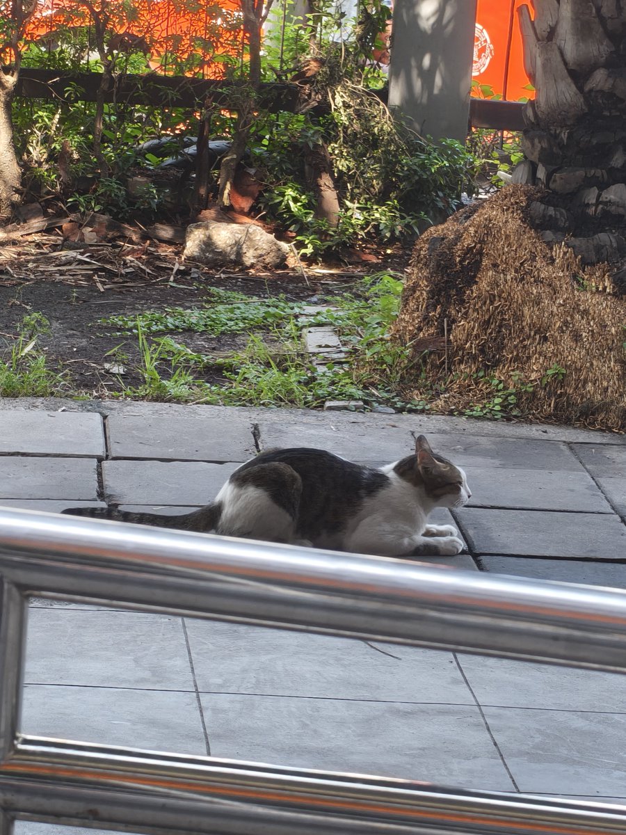 diseraviterossa's tweet photo. ไก่ต้ม 🐔 https://t.co/8Q55GC5FEu