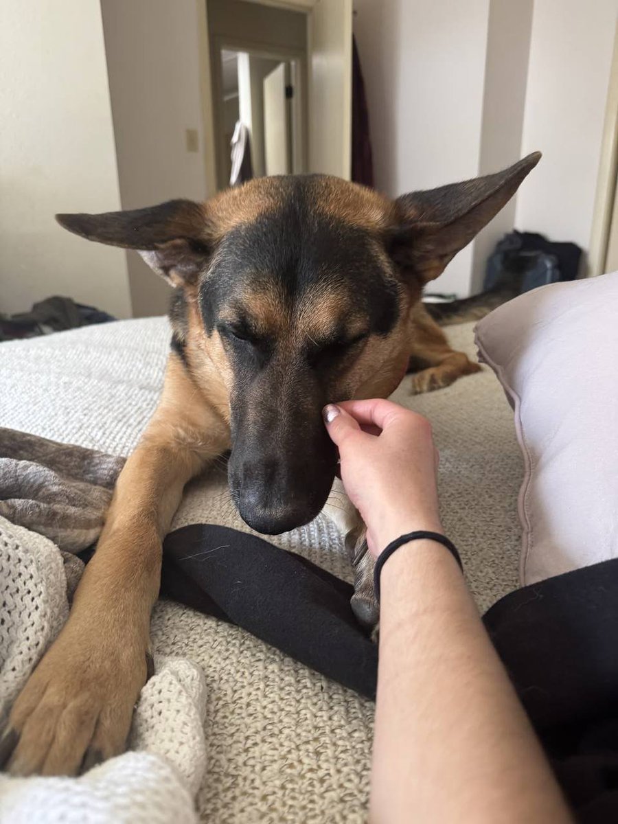 Maryhouser2021's tweet photo. K9 crew 🐾🔥 who’s still awake and ready to have a little fun right now ? 😏💋 Drop a 🐾 if you’re in the mood!
https://t.co/BhIzVWnDzp

#horny #nsfwtwt #K9Girl #KnottySlut #Bestiality

#ZooKink #DogKnot #BreedingKink #Creampie https://t.co/kA2nKPhtuu