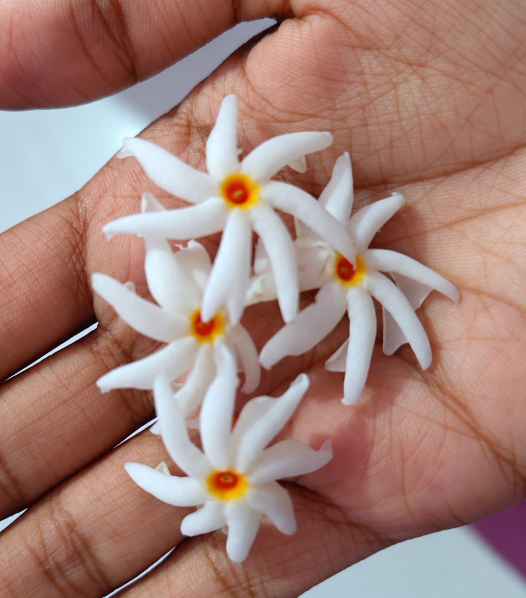 Priyanka1330256's tweet photo. โฟOCTOBERโฟ
#October_girl #october #flower https://t.co/tQfvZsqz1z