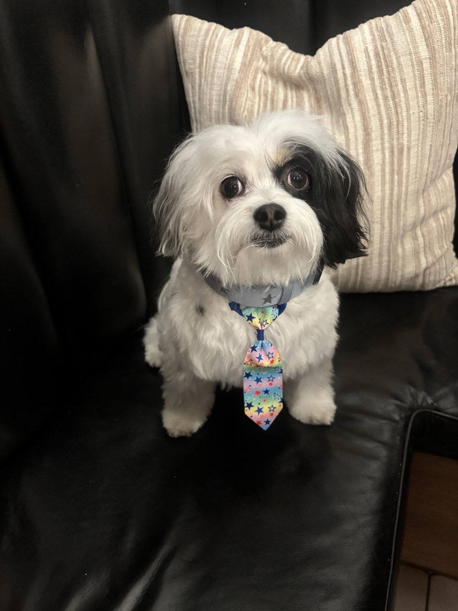 losfamgeles's tweet photo. Went to the groomer and came back with a business degree https://t.co/3bahjUC00A