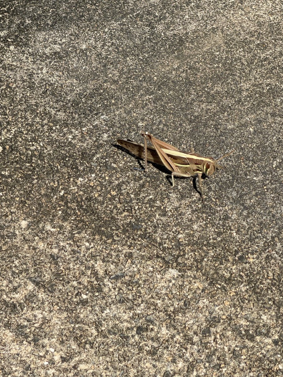 Syuu86's tweet photo. バッタ🦗 https://t.co/qf0DrzXcBf