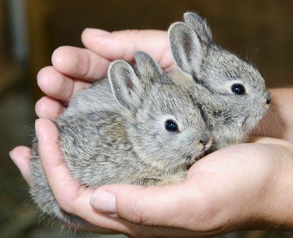 tgirlcuddles's tweet photo. the twin bunnys https://t.co/emqvhGC52F