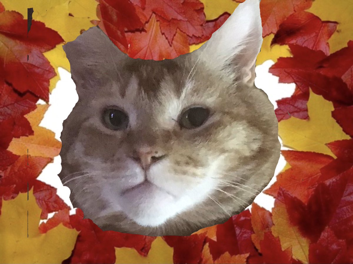 jmw176's tweet photo. #CatsOfTwitter #Hedgewatch A touch of Autumn for a funtastic #FallFriday Have a lovely day my furiends 🐾🧡🍂🧡🐾 https://t.co/1QmAIblfxm