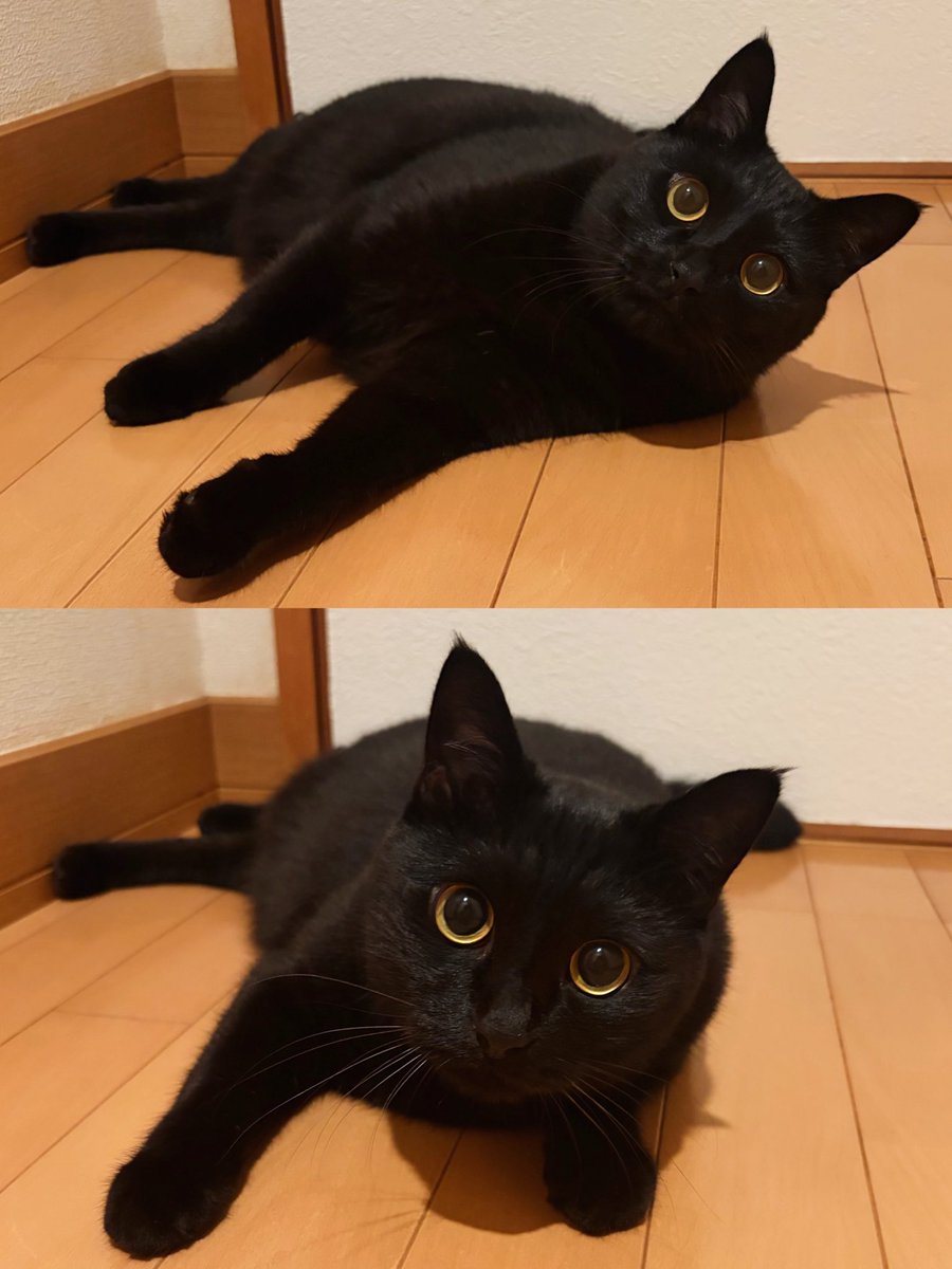 uni_kuroneko's tweet photo. よく床に落ちてます。

#黒猫 https://t.co/M6du5dhHb3