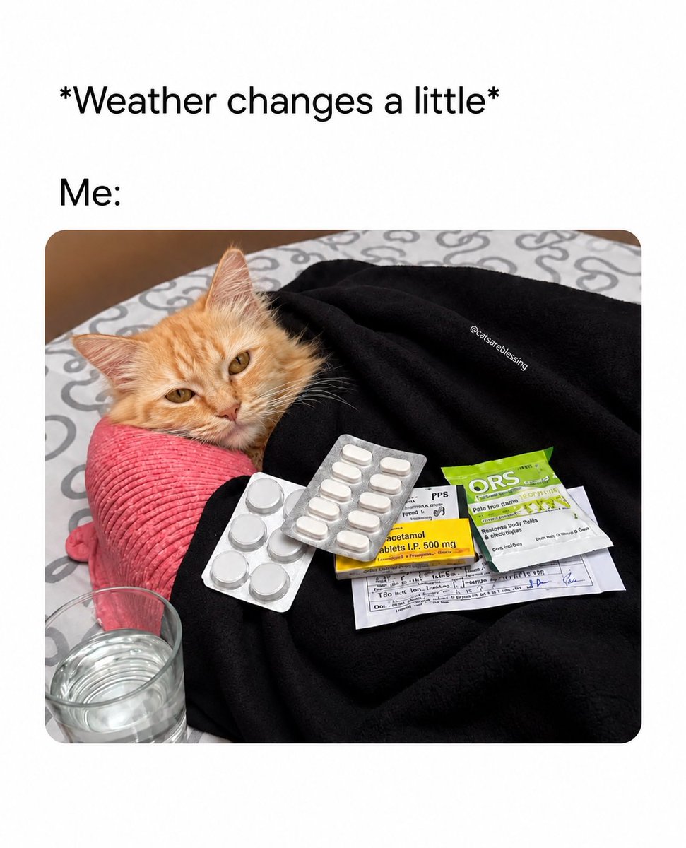 catsareblessing's tweet photo. https://t.co/kMbGeCQ0D8