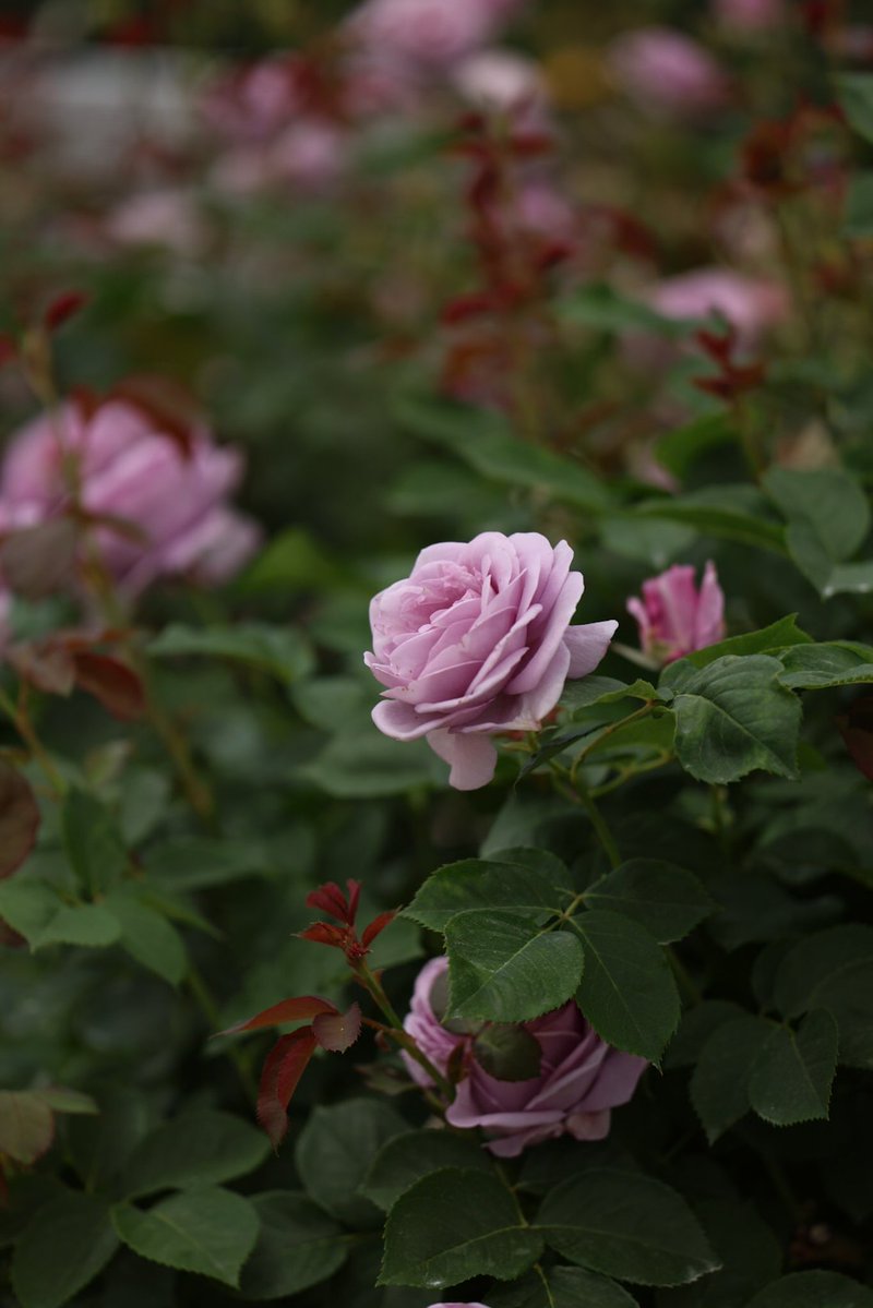RutianeAndrade's tweet photo. Compreendi que se todas as flores quisessem ser rosas, a natureza perderia sua beleza da primavera e os campos não seriam mais vitrificados com flores. O mesmo acontece no mundo das almas, que é o jardim de Jesus.

Santa Teresinha do Menino Jesus https://t.co/uiemF3S2M8
