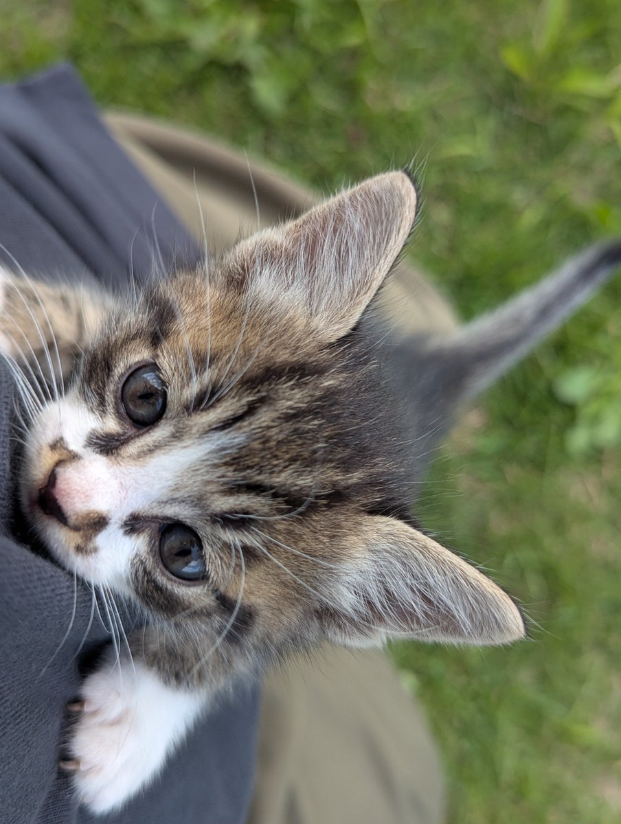 jabHxkH7IT6Ea6f's tweet photo. ミミズ掘りしてたら捨て猫を保護したよー
かわちいけど5匹目になるから愛情不足な子ができるからむり🥺地元で里親募集中 https://t.co/2yjEQeqCKb
