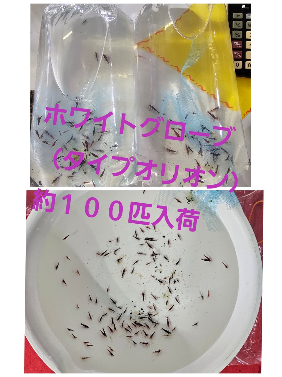 renge5266's tweet photo. おはようございます👋
今日はオープン時に
誰も居ませんでした。
これが普通です🙆

本日も🦐がボチボチ入荷予定です。
明日、明後日のセールは何にしようか
考えてますので、後程ポストと共に
宣伝します😌

では本日も宜しくお願いします😌
アンマンが好きですが
無かったのでピザマンです😋 https://t.co/48FIhn4fdE